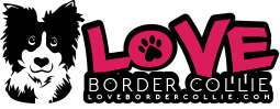 LoveBorderCollie